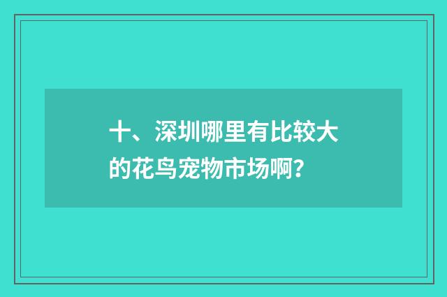 十、深圳哪里有比较大的花鸟宠物市场啊？