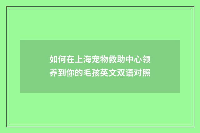 如何在上海宠物救助中心领养到你的毛孩英文双语对照