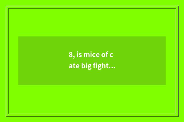 8, is mice of cate big fight amused?