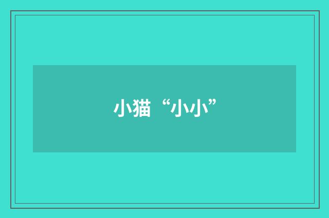 小猫“小小”