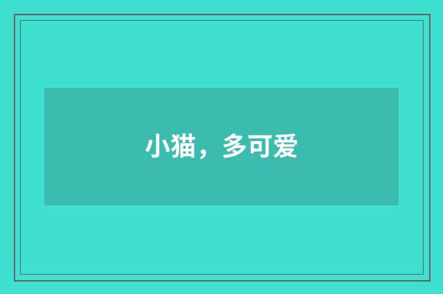 小猫，多可爱