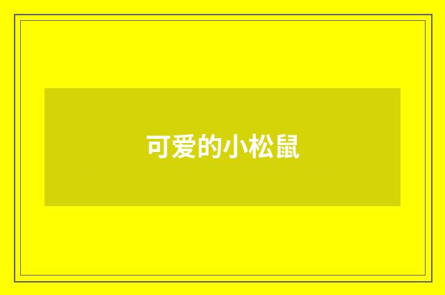 可爱的小松鼠