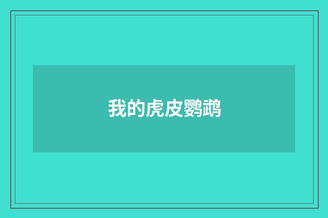我的虎皮鹦鹉