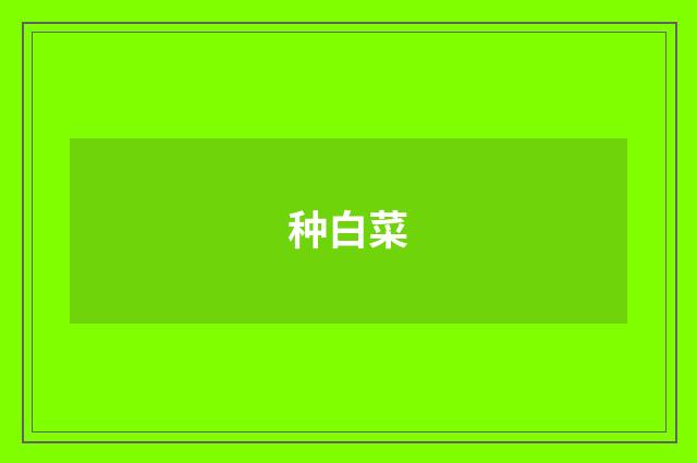 种白菜