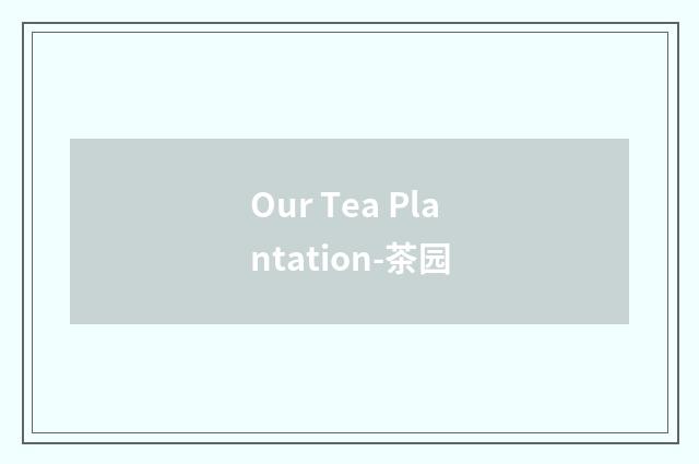 Our Tea Plantation-茶园