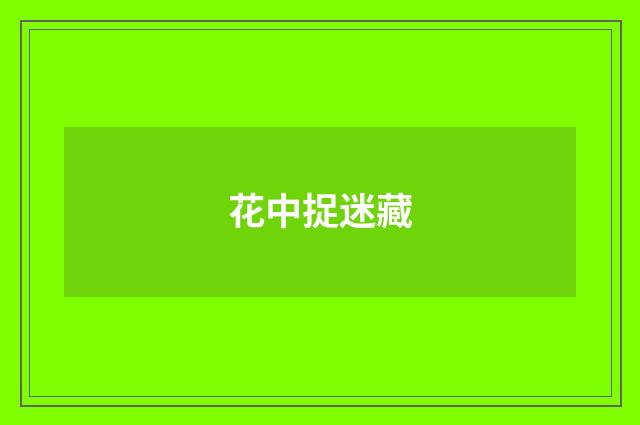 花中捉迷藏