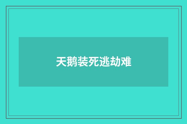 天鹅装死逃劫难
